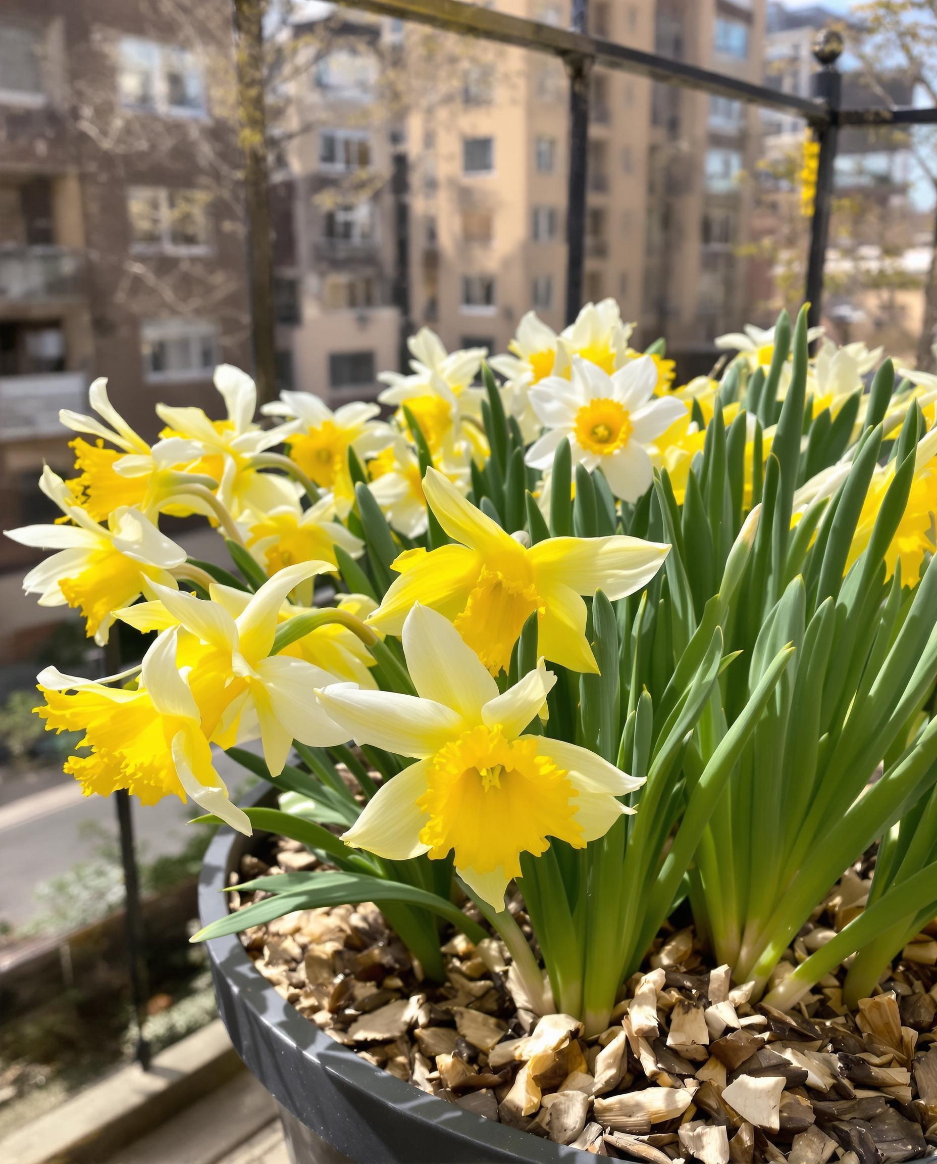 Pot de narcisses sur un balcon urbain, paillé pour retenir l’humidité.