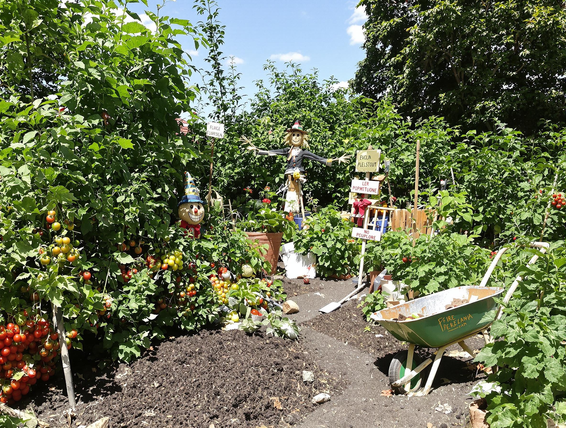 Potager anarchique montrant une zone de pouzzolane rejetée