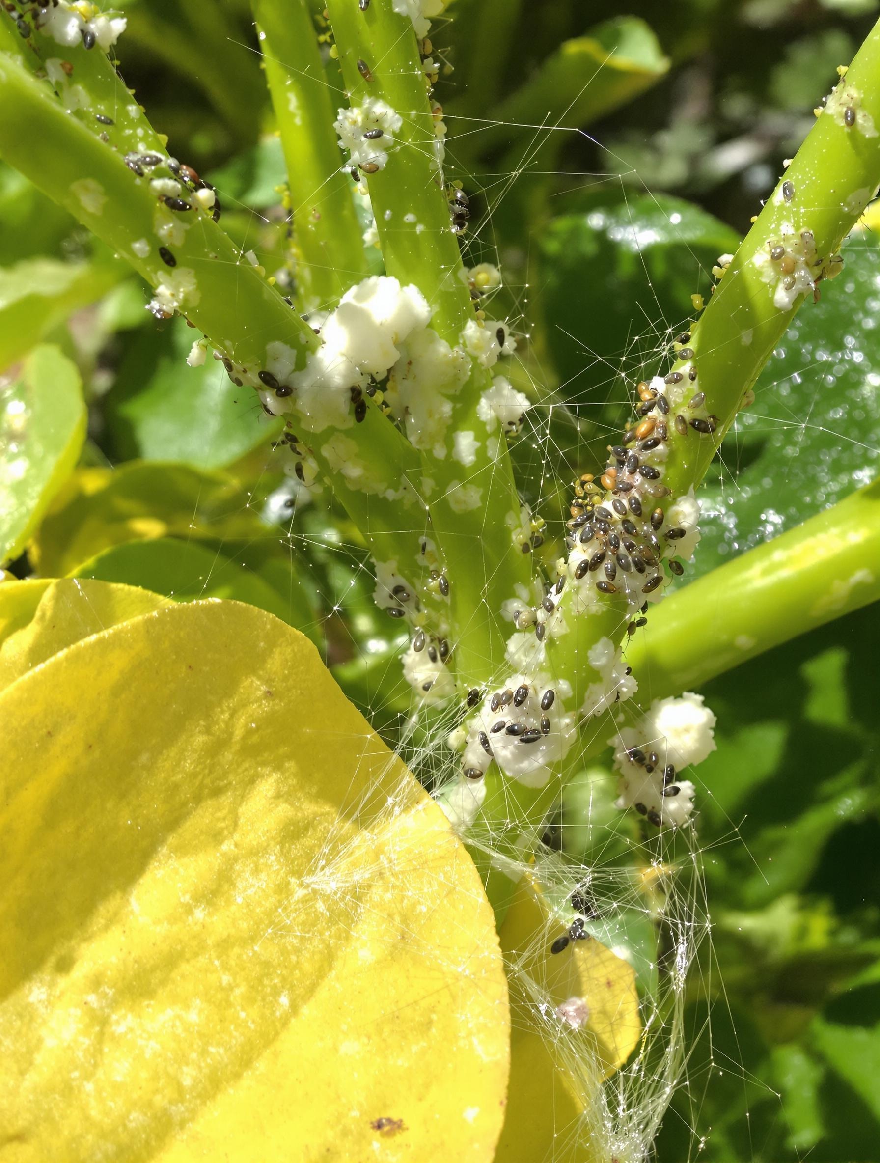 Laurier rose infesté par pucerons, cochenilles et araignées rouges