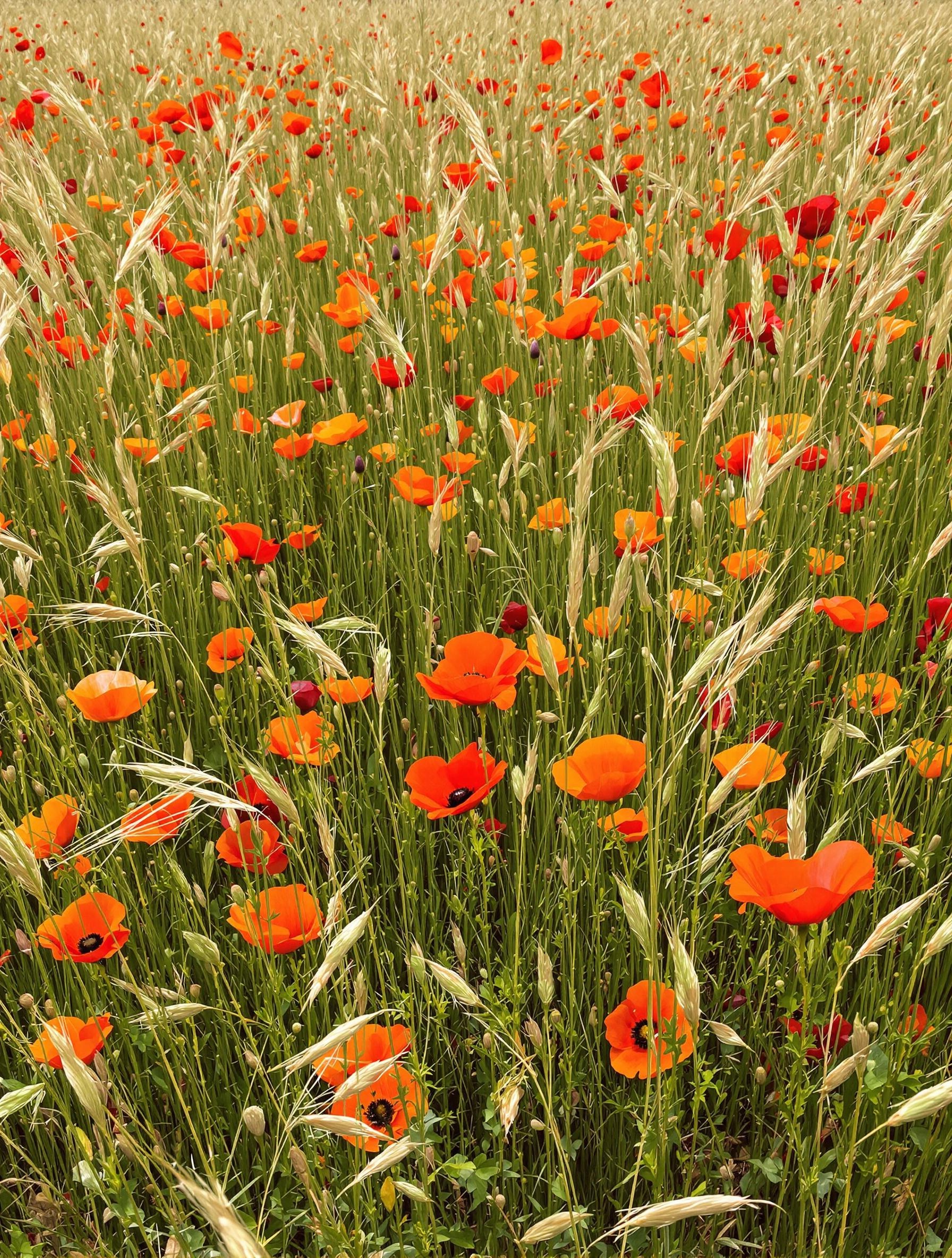 Prairie fleurie avec pavots et fauche tardive