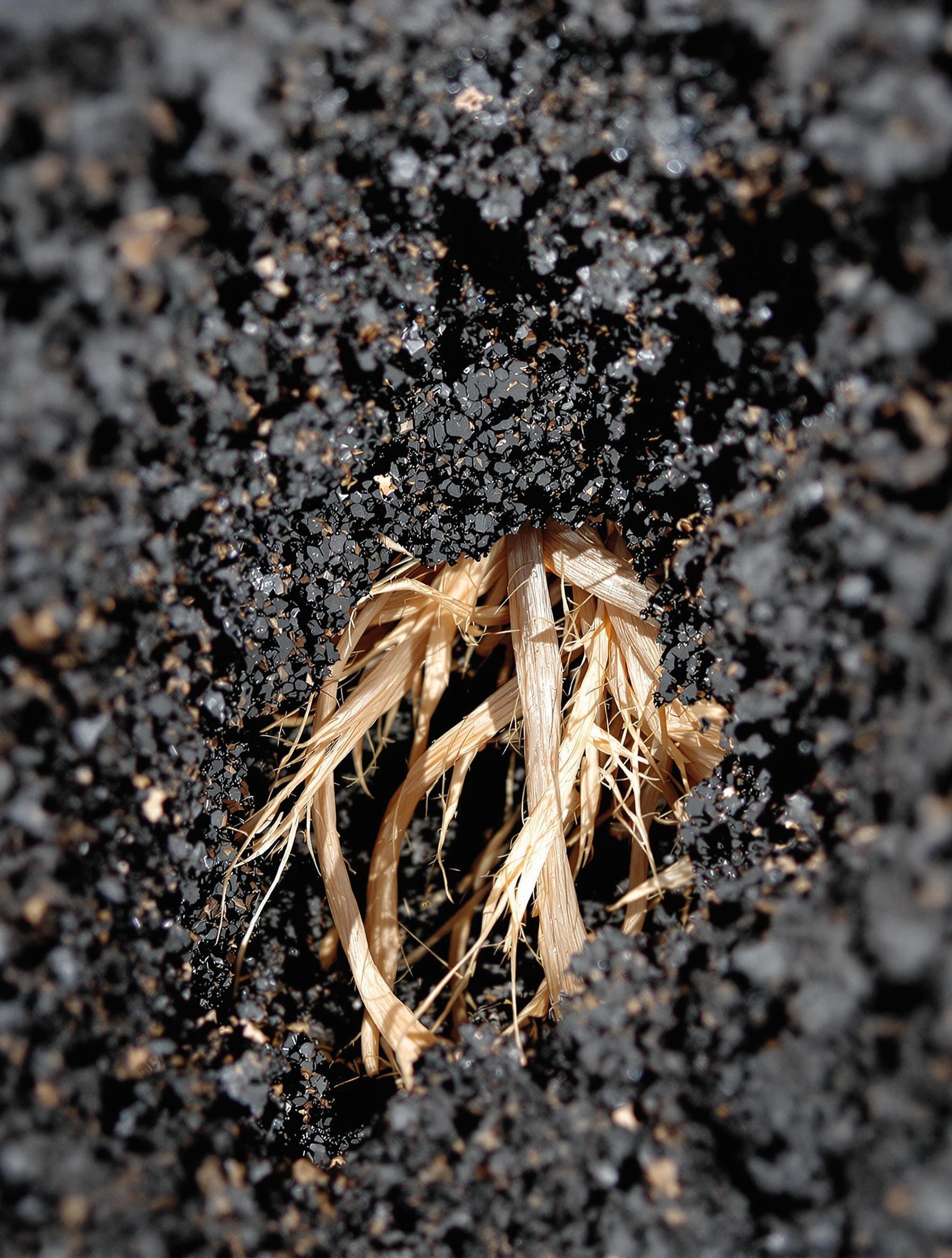 Racines comprimées sous un paillis de pouzzolane