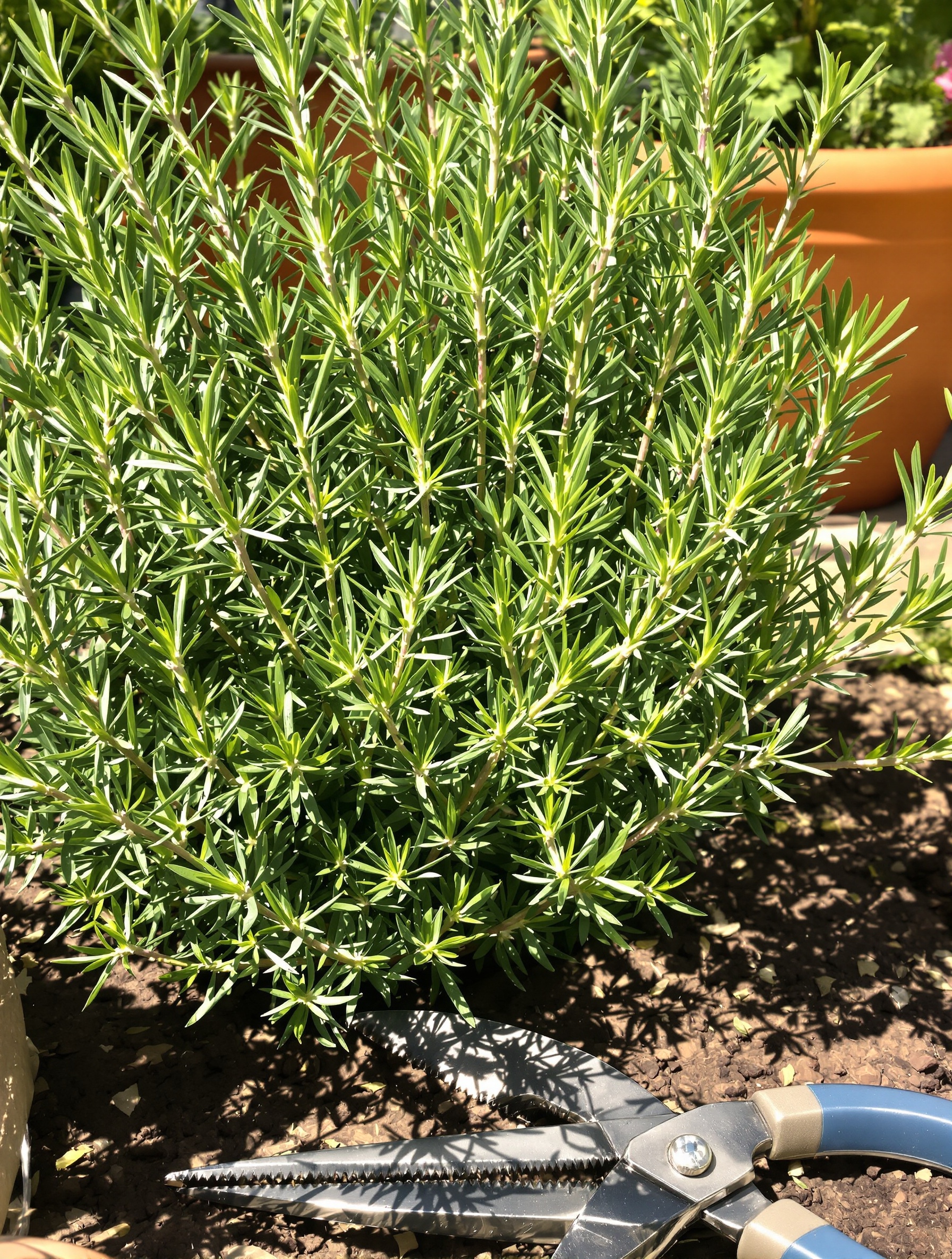 romarin luxuriant fraîchement taillé au printemps