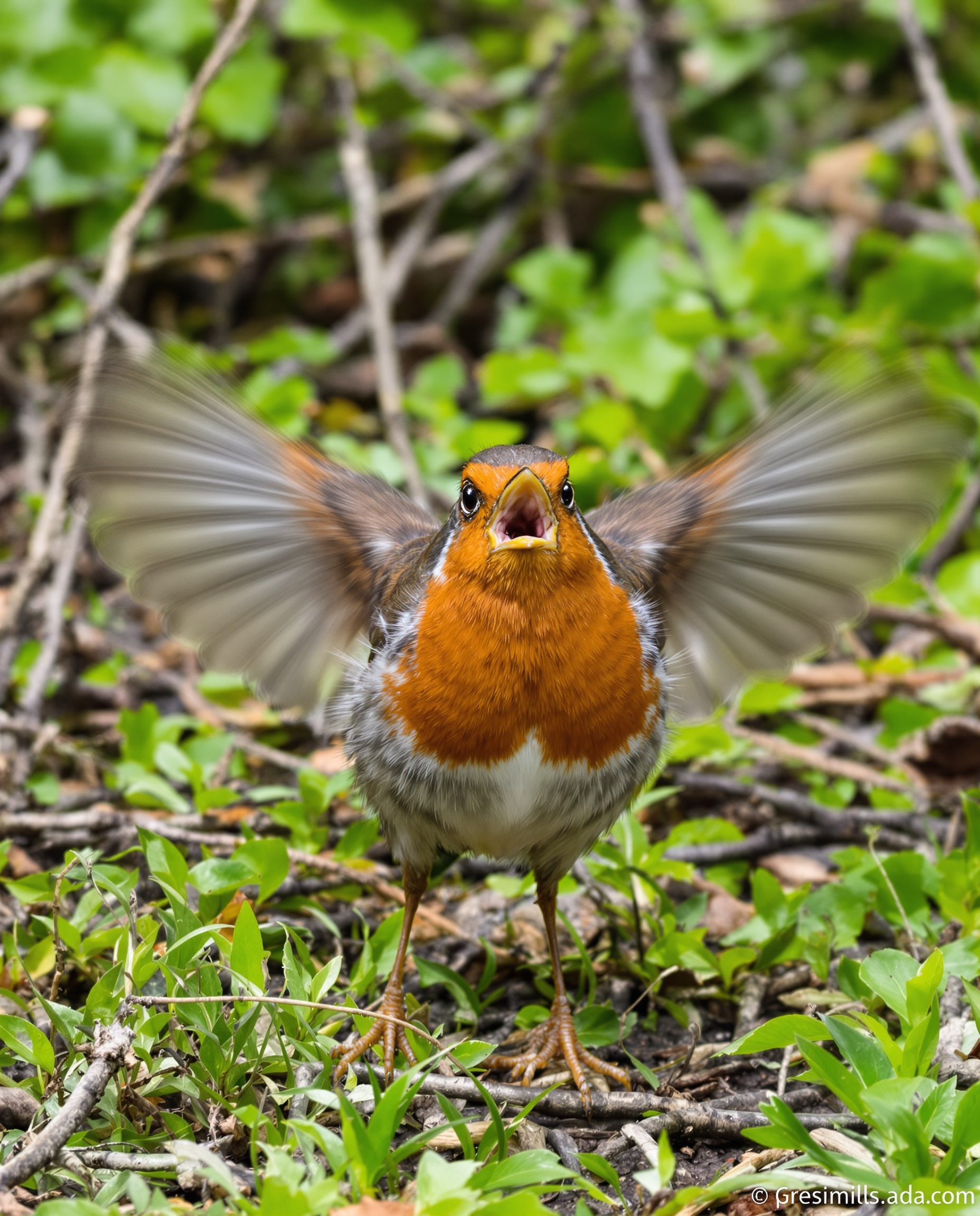 rouge-gorge agressif ailes déployées bec ouvert posture territoriale