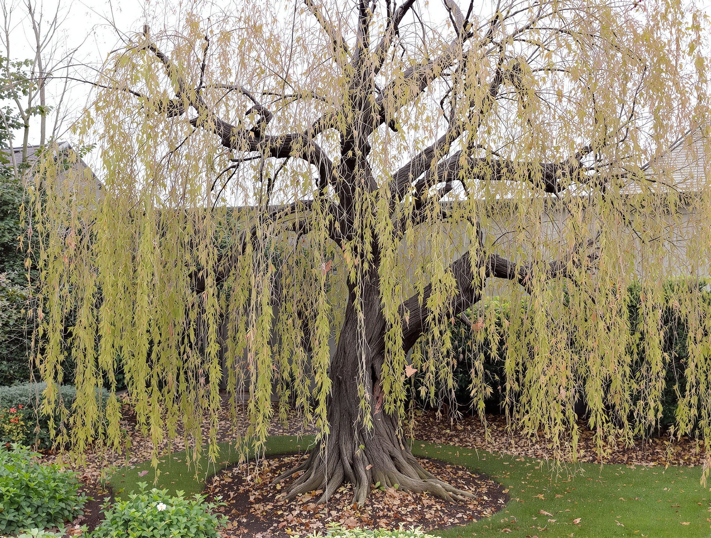 Saule crevette mal taillé à l'automne avec extrémités noircies par le froid