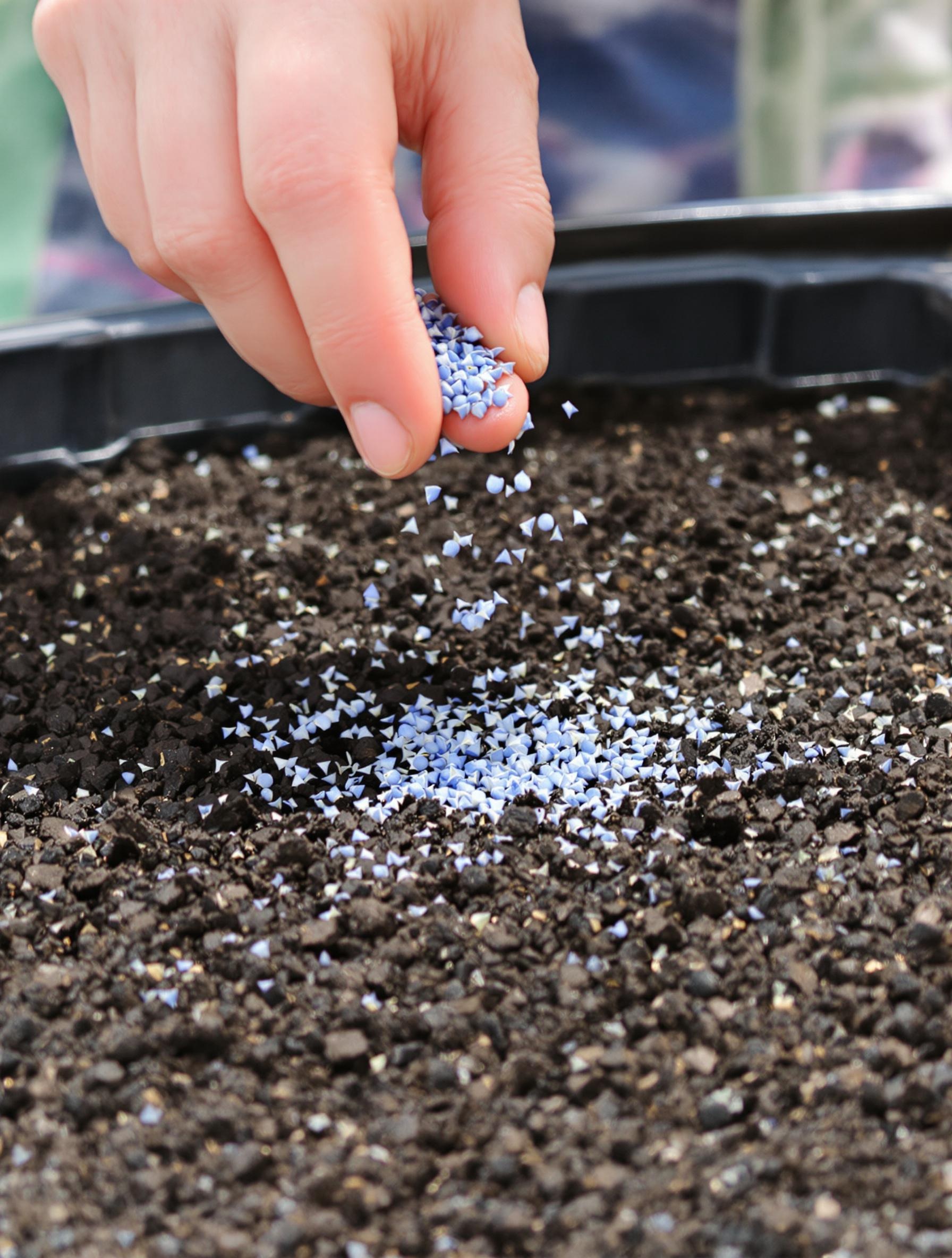 Graines de Myosotis sur substrat tamisé.