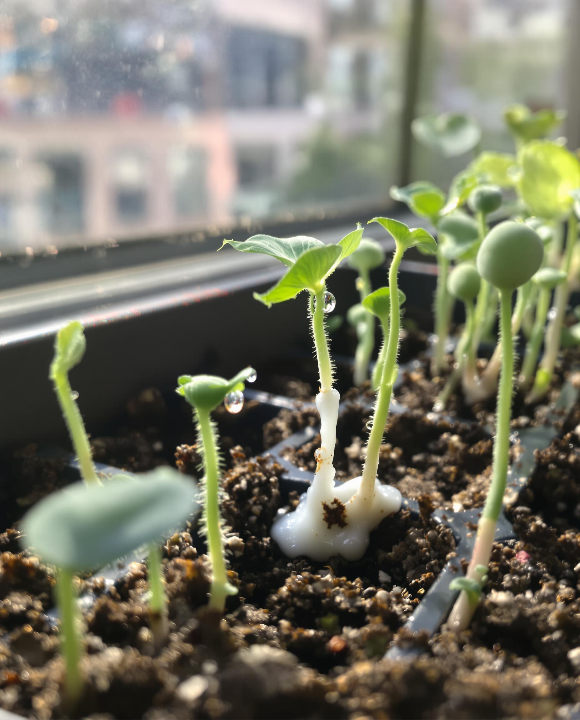 Jeunes plantules de Papaver somniferum sous la lumière matinale