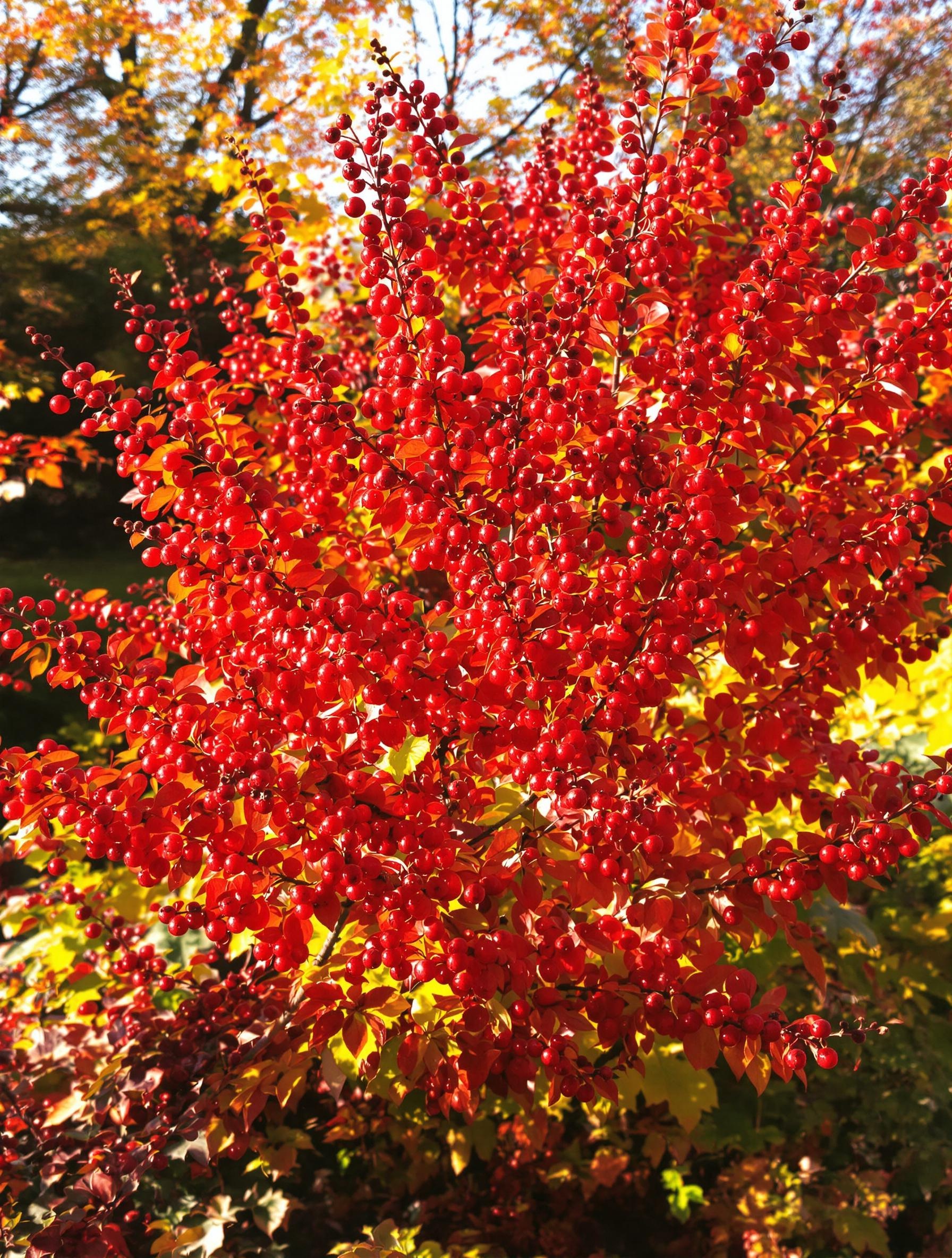 Massif de sumac vinaigrier avec feuillage automnal et drageons visibles.