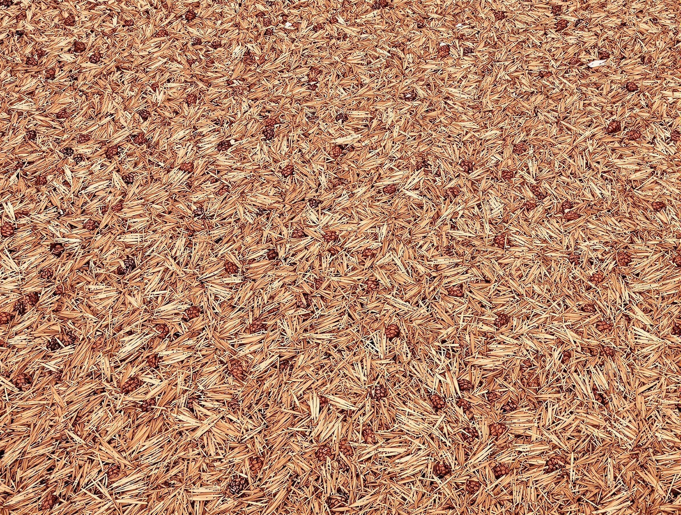 Tapis d'aiguilles et cônes de pin parasol sur pelouse – bazar végétal permanent