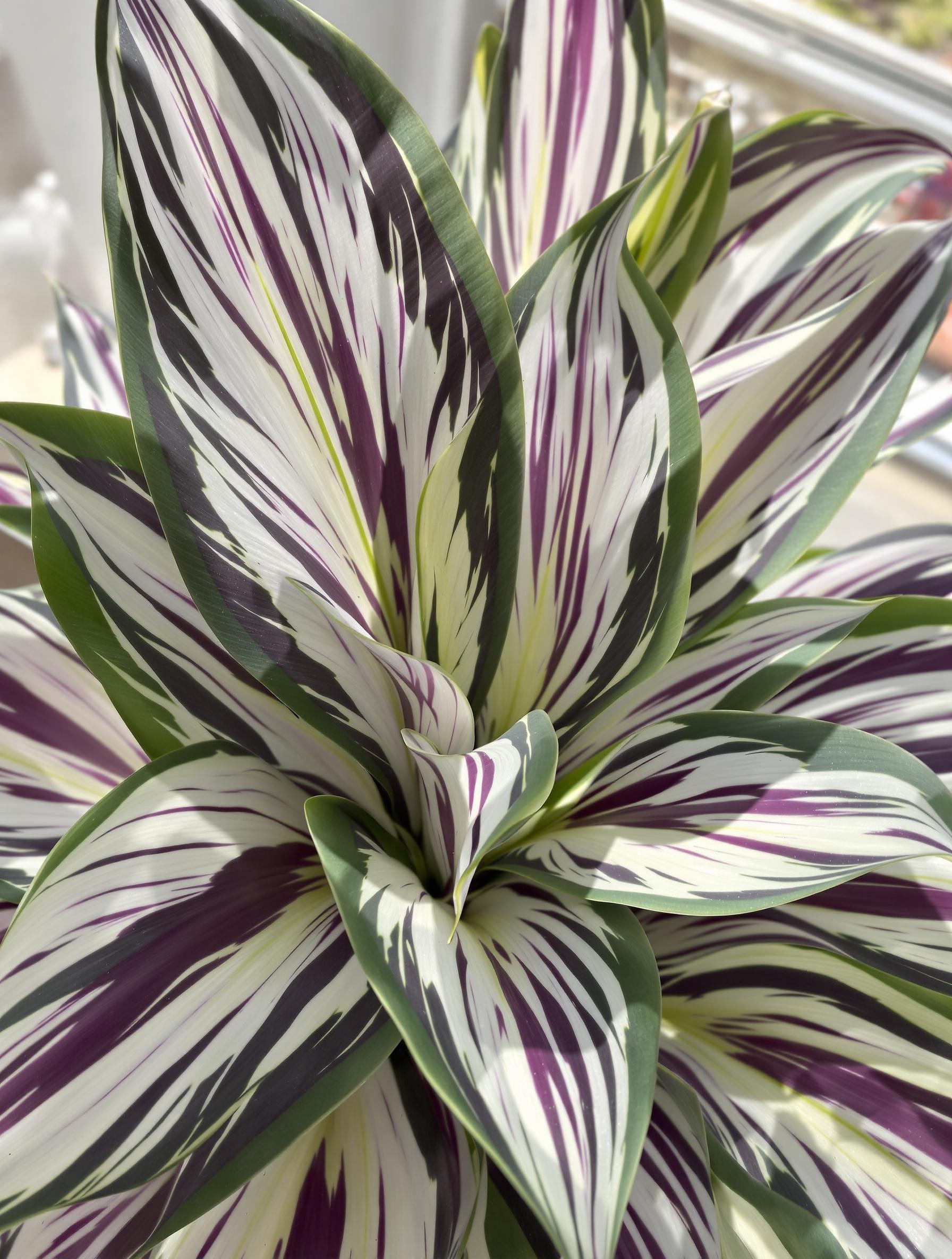 Tradescantia zebrina en lumière idéale, zébrures chatoyantes