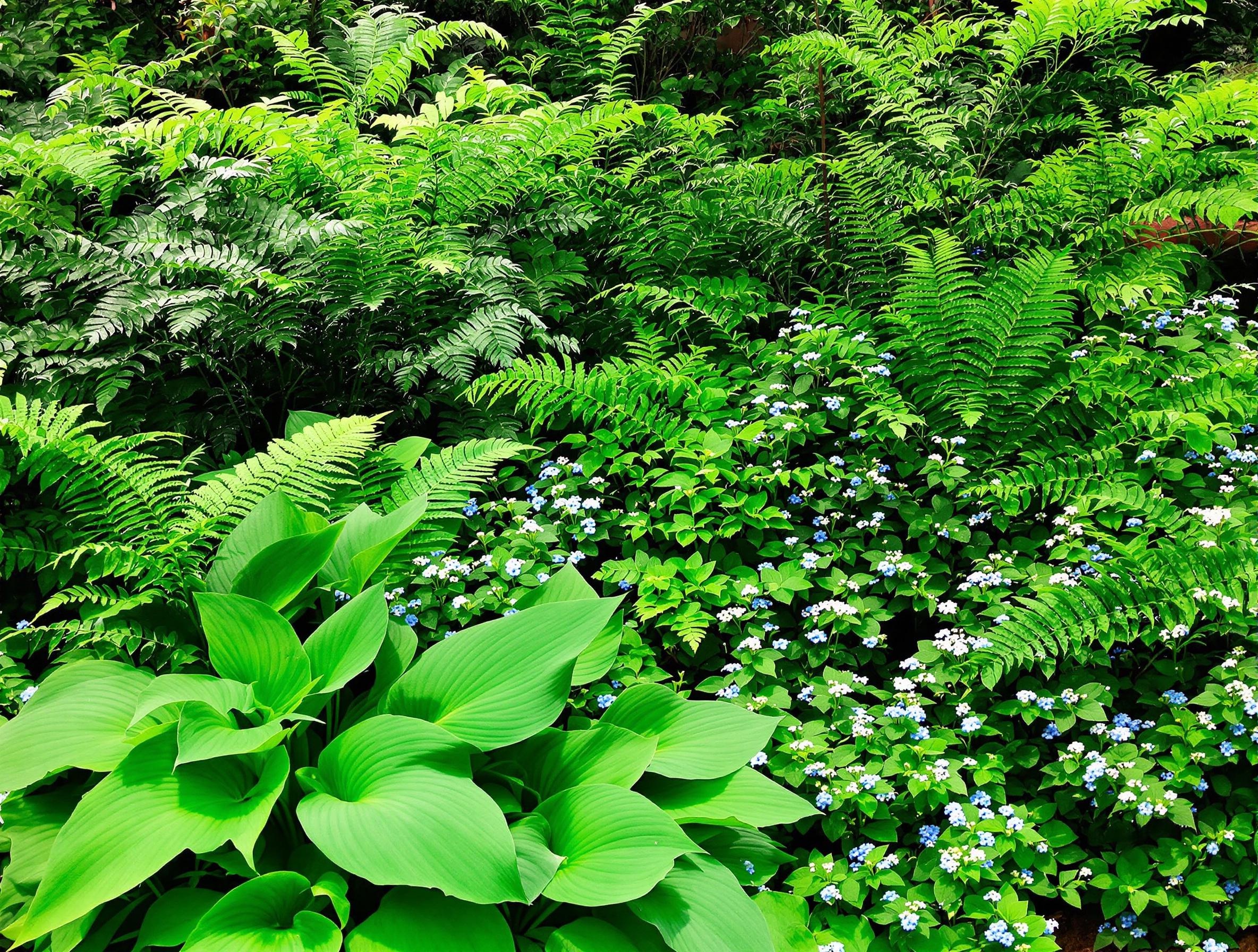 Association de brunnera, hosta et fougère avec des myosotis.